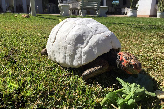 Injured Tortoise Receives World&#8217;s First 3D Printed Shell