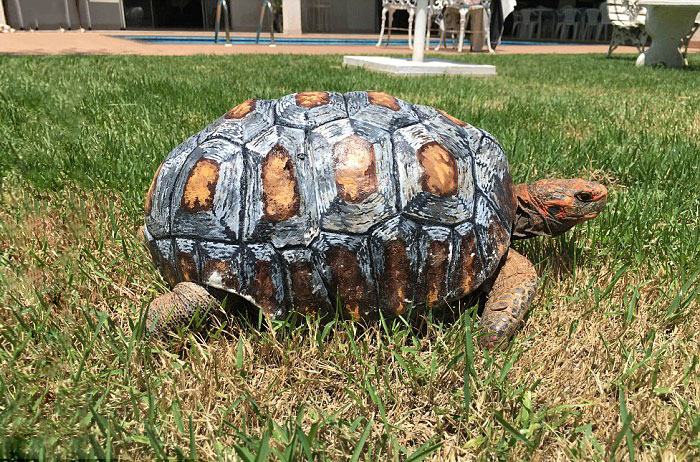Injured Tortoise Receives World’s First 3D Printed Shell Injured Tortoise Receives World’s First 3D Printed Shell