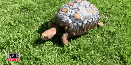 Injured Tortoise Receives World’s First 3D Printed Shell Injured Tortoise Receives World’s First 3D Printed Shell