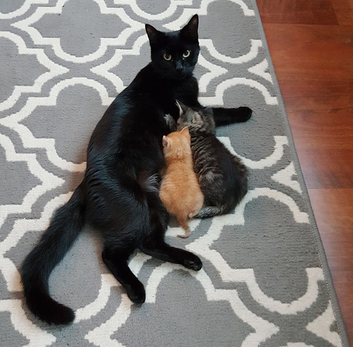 Cop Rescues Kitten Left In The Rain And Now They’re Fighting Crimes Together Cop Rescues Kitten Left In The Rain And Now They’re Fighting Crimes Together