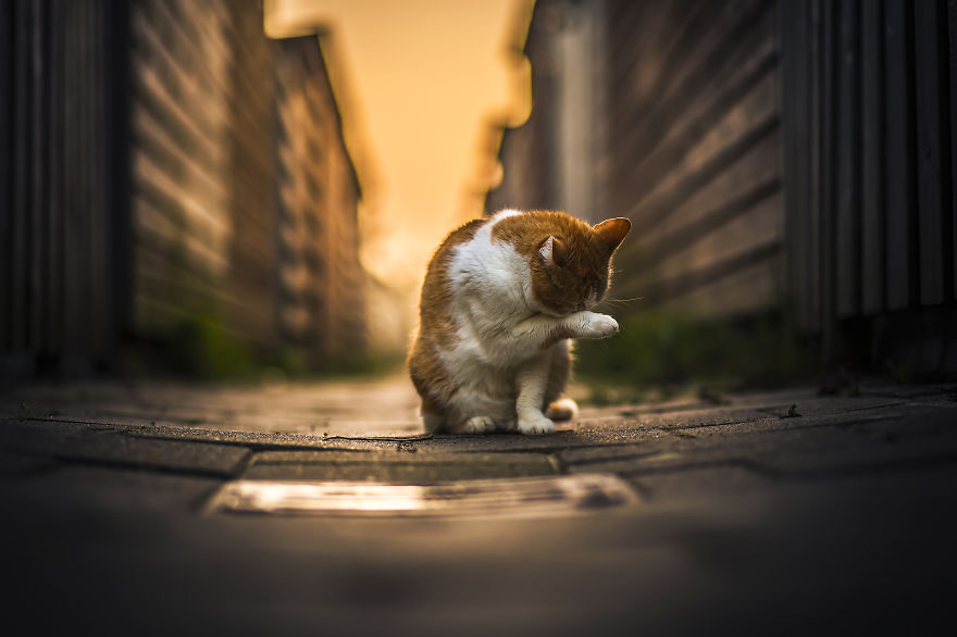 My Two Cats Have Different Personalities But Share A Special Bond