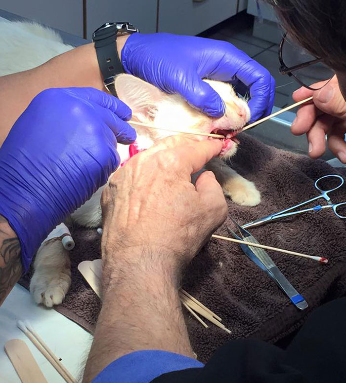 Rescue Cat Turns Broken Jaw Into Gorgeous Smile Rescue Cat Turns Broken Jaw Into Gorgeous Smile