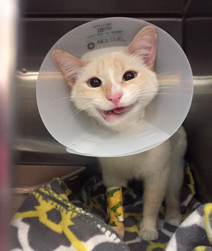 Rescue Cat Turns Broken Jaw Into Gorgeous Smile Rescue Cat Turns Broken Jaw Into Gorgeous Smile