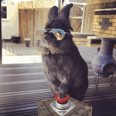 Somebody Put Sunglasses On A Bunny And It Started An Epic Photoshop Battle (70 Pics) Somebody Put Sunglasses On A Bunny And It Started An Epic Photoshop Battle (70 Pics)