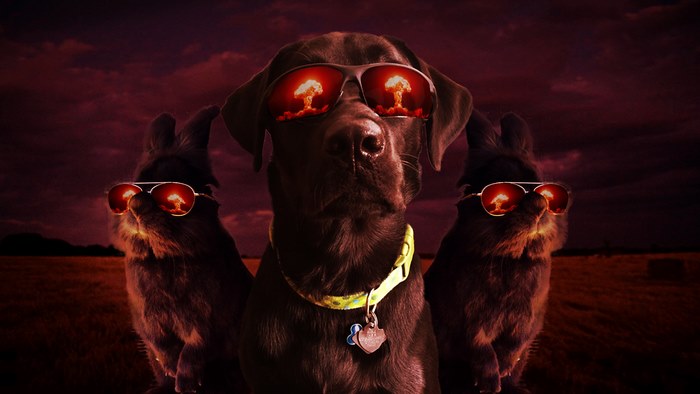 Somebody Put Sunglasses On A Bunny And It Started An Epic Photoshop Battle (70 Pics) Somebody Put Sunglasses On A Bunny And It Started An Epic Photoshop Battle (70 Pics)