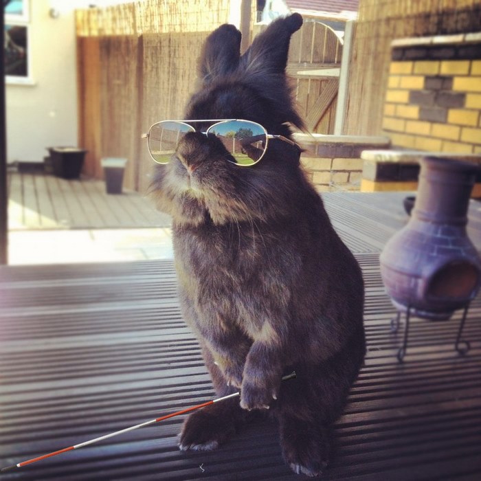 Somebody Put Sunglasses On A Bunny And It Started An Epic Photoshop Battle (70 Pics) Somebody Put Sunglasses On A Bunny And It Started An Epic Photoshop Battle (70 Pics)