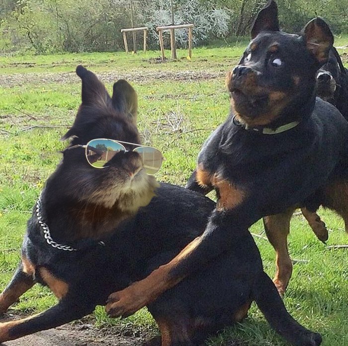 Somebody Put Sunglasses On A Bunny And It Started An Epic Photoshop Battle (70 Pics) Somebody Put Sunglasses On A Bunny And It Started An Epic Photoshop Battle (70 Pics)