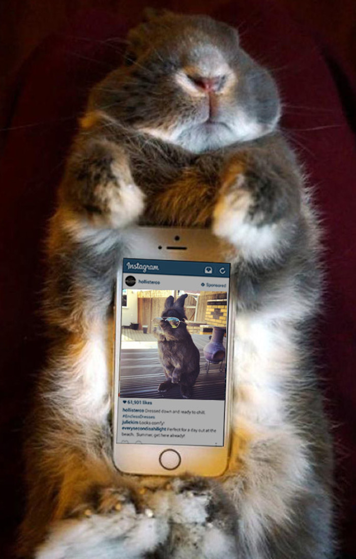 Somebody Put Sunglasses On A Bunny And It Started An Epic Photoshop Battle (70 Pics) Somebody Put Sunglasses On A Bunny And It Started An Epic Photoshop Battle (70 Pics)