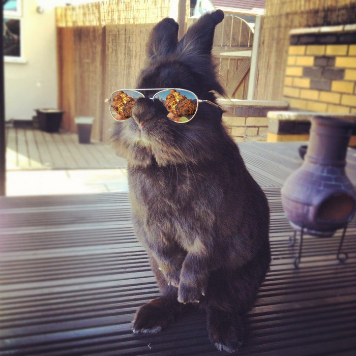 Somebody Put Sunglasses On A Bunny And It Started An Epic Photoshop Battle (70 Pics) Somebody Put Sunglasses On A Bunny And It Started An Epic Photoshop Battle (70 Pics)