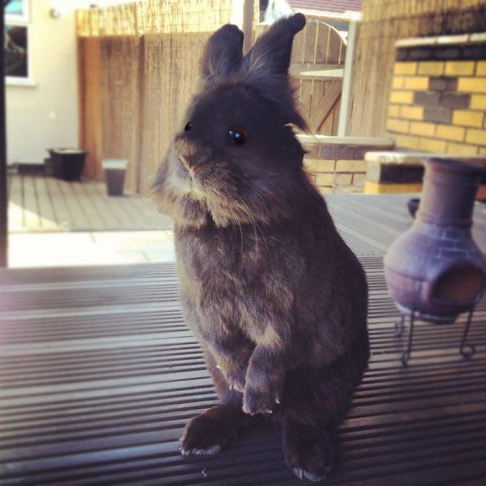 Somebody Put Sunglasses On A Bunny And It Started An Epic Photoshop Battle (70 Pics) Somebody Put Sunglasses On A Bunny And It Started An Epic Photoshop Battle (70 Pics)