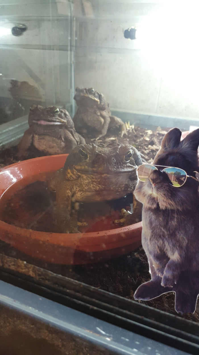 Somebody Put Sunglasses On A Bunny And It Started An Epic Photoshop Battle (70 Pics) Somebody Put Sunglasses On A Bunny And It Started An Epic Photoshop Battle (70 Pics)