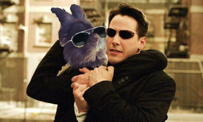Somebody Put Sunglasses On A Bunny And It Started An Epic Photoshop Battle (70 Pics) Somebody Put Sunglasses On A Bunny And It Started An Epic Photoshop Battle (70 Pics)
