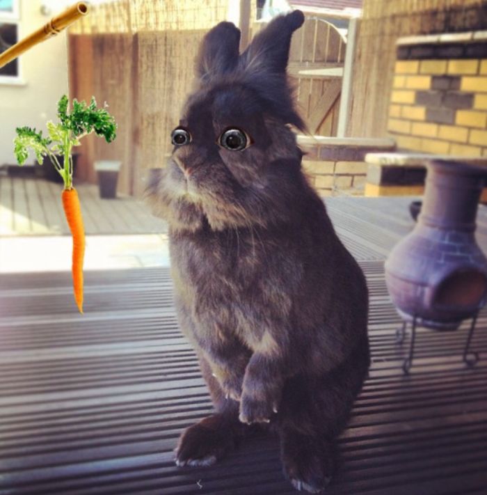 Somebody Put Sunglasses On A Bunny And It Started An Epic Photoshop Battle (70 Pics) Somebody Put Sunglasses On A Bunny And It Started An Epic Photoshop Battle (70 Pics)
