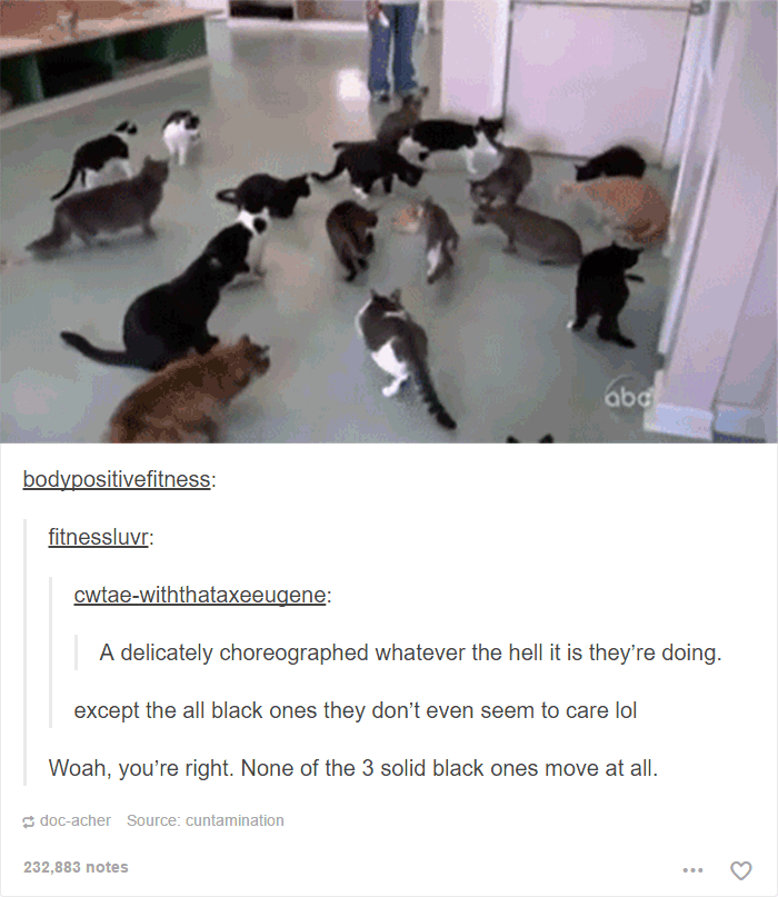 60 Cat Posts On Tumblr That Are Impossible Not To Laugh At 60 Cat Posts On Tumblr That Are Impossible Not To Laugh At
