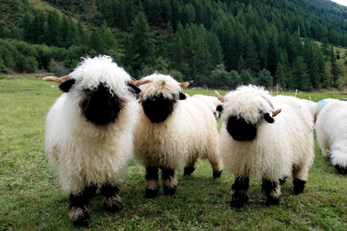 People Can’t Agree Whether These Sheep Are Cute Or Terrifying People Can’t Agree Whether These Sheep Are Cute Or Terrifying