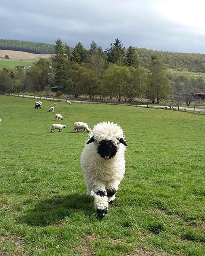 People Can’t Agree Whether These Sheep Are Cute Or Terrifying People Can’t Agree Whether These Sheep Are Cute Or Terrifying