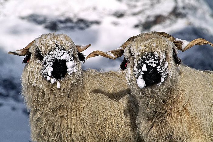 People Can’t Agree Whether These Sheep Are Cute Or Terrifying People Can’t Agree Whether These Sheep Are Cute Or Terrifying