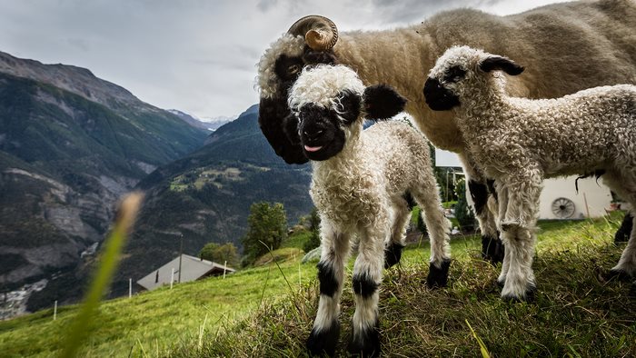 People Can’t Agree Whether These Sheep Are Cute Or Terrifying People Can’t Agree Whether These Sheep Are Cute Or Terrifying