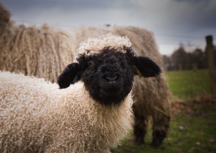 People Can’t Agree Whether These Sheep Are Cute Or Terrifying People Can’t Agree Whether These Sheep Are Cute Or Terrifying