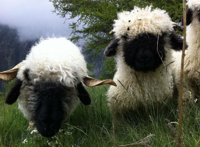 People Can’t Agree Whether These Sheep Are Cute Or Terrifying People Can’t Agree Whether These Sheep Are Cute Or Terrifying