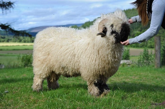 People Can’t Agree Whether These Sheep Are Cute Or Terrifying People Can’t Agree Whether These Sheep Are Cute Or Terrifying