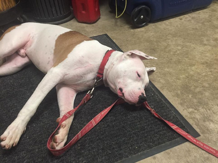 Dog Waits One Month For His Family To Return, After They Left Him Behind While Moving Out