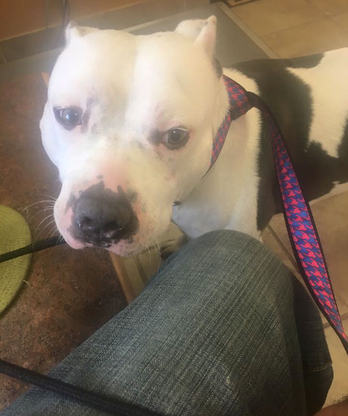 Dog Waits One Month For His Family To Return, After They Left Him Behind While Moving Out