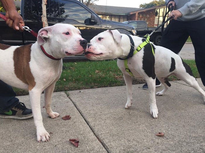 Dog Waits One Month For His Family To Return, After They Left Him Behind While Moving Out