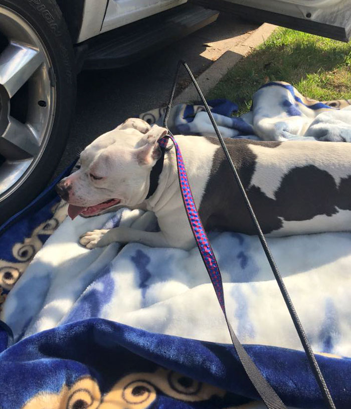 Dog Waits One Month For His Family To Return, After They Left Him Behind While Moving Out
