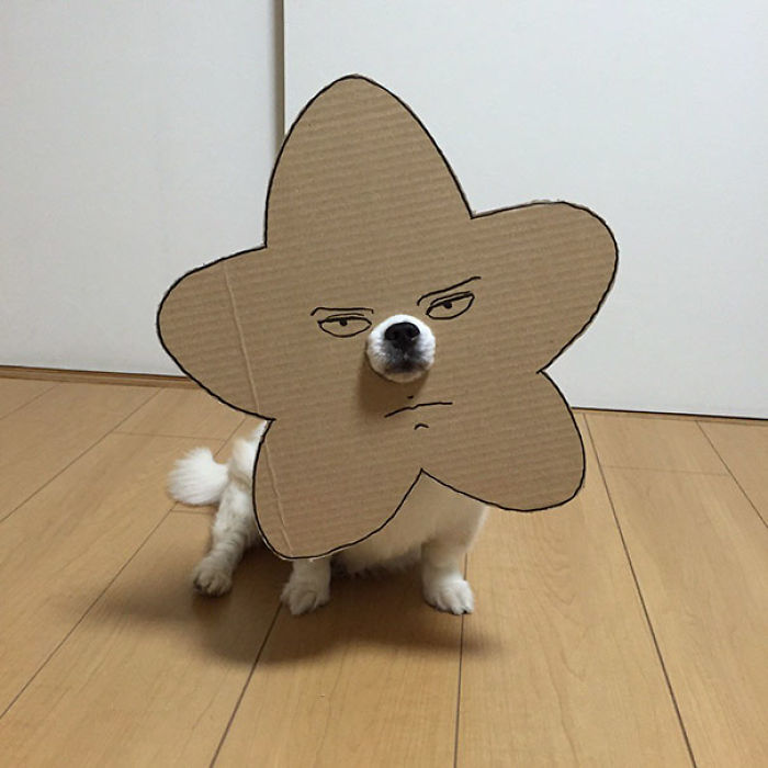 Japanese Woman Creates Hilarious Cardboard Cutouts With Her Dog (59 Pics)