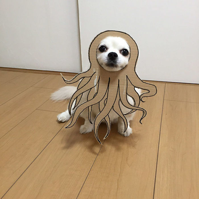 Japanese Woman Creates Hilarious Cardboard Cutouts With Her Dog (59 Pics)