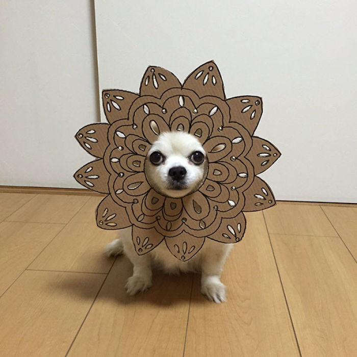 Japanese Woman Creates Hilarious Cardboard Cutouts With Her Dog (59 Pics)
