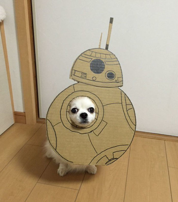 Japanese Woman Creates Hilarious Cardboard Cutouts With Her Dog (59 Pics)