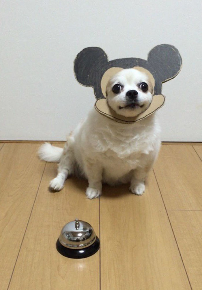 Japanese Woman Creates Hilarious Cardboard Cutouts With Her Dog (59 Pics)