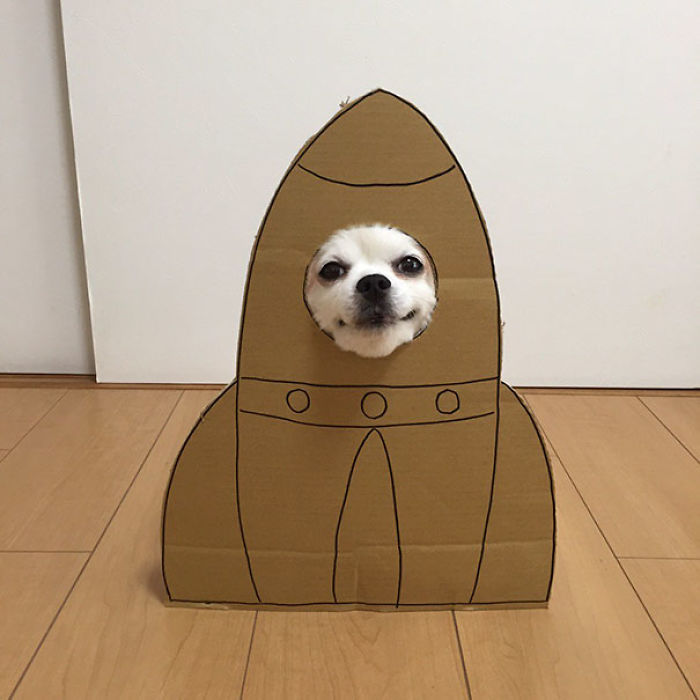 Japanese Woman Creates Hilarious Cardboard Cutouts With Her Dog (59 Pics)