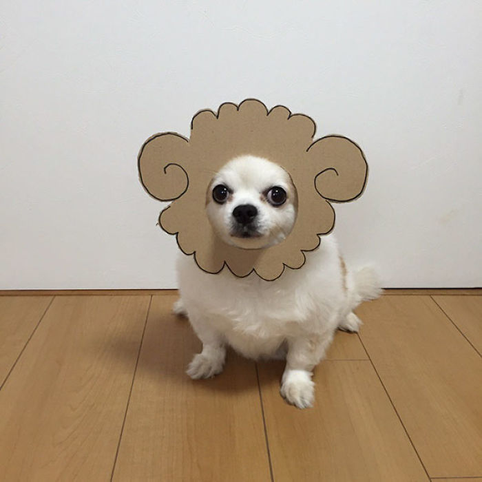 Japanese Woman Creates Hilarious Cardboard Cutouts With Her Dog (59 Pics)