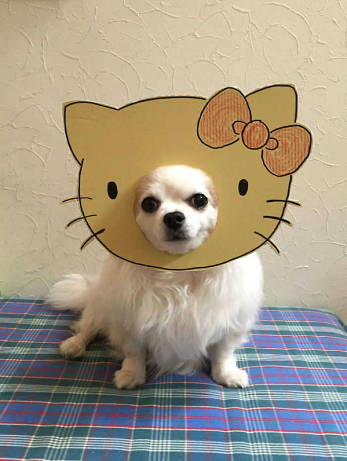 Japanese Woman Creates Hilarious Cardboard Cutouts With Her Dog (59 Pics)