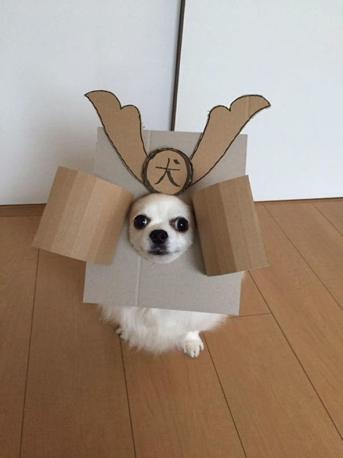 Japanese Woman Creates Hilarious Cardboard Cutouts With Her Dog (59 Pics)