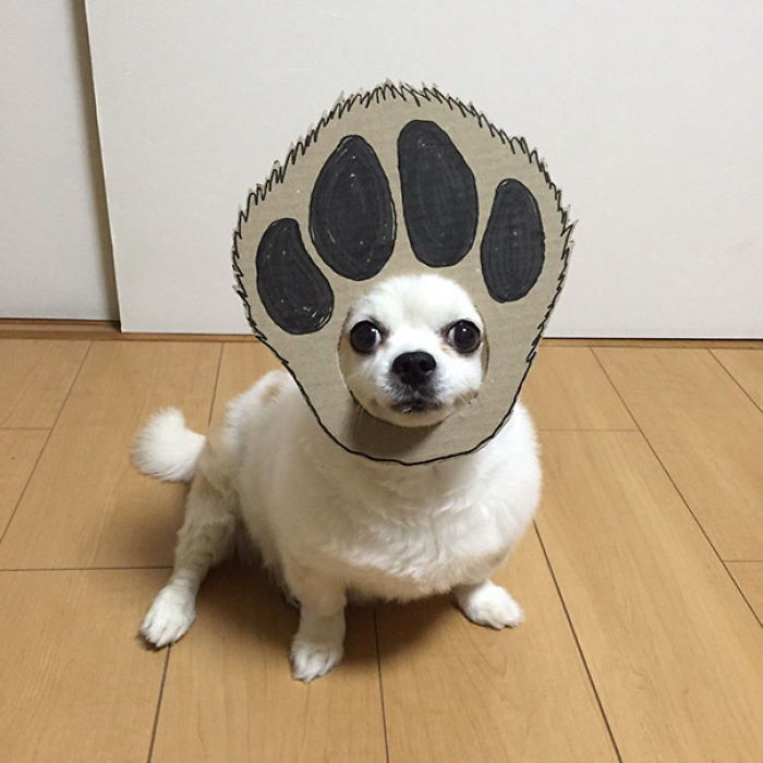 Japanese Woman Creates Hilarious Cardboard Cutouts With Her Dog (59 Pics)