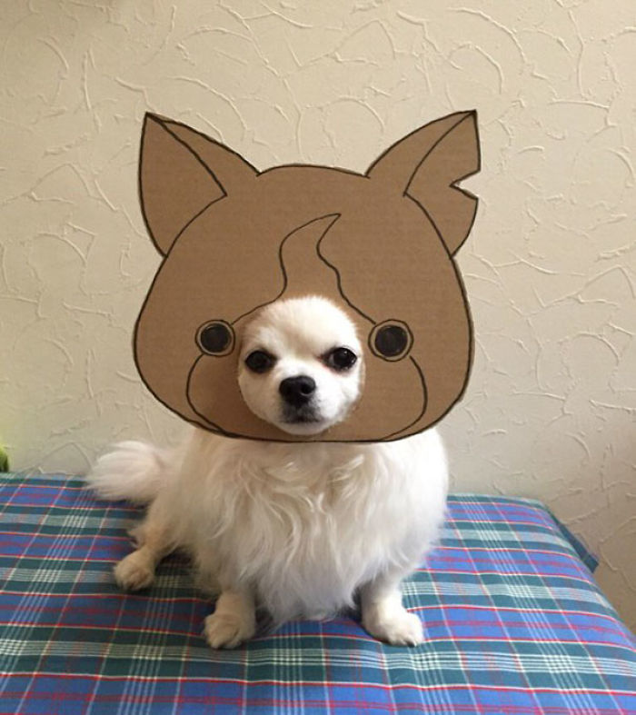 Japanese Woman Creates Hilarious Cardboard Cutouts With Her Dog (59 Pics)