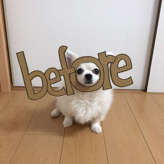 Japanese Woman Creates Hilarious Cardboard Cutouts With Her Dog (59 Pics)