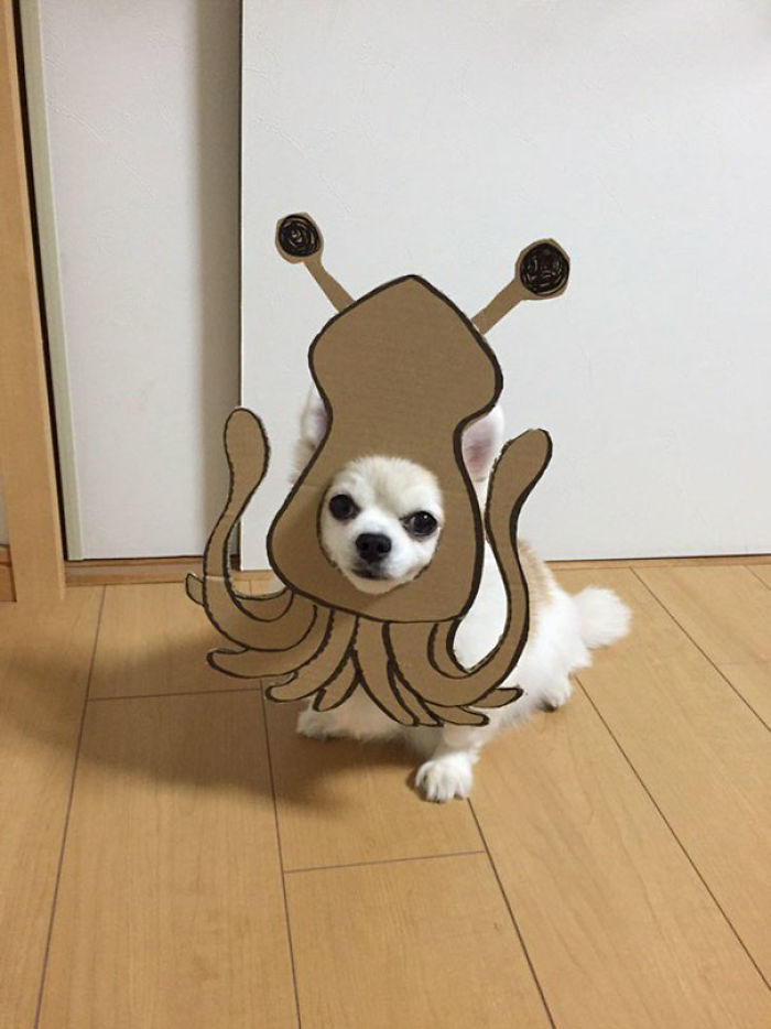 Japanese Woman Creates Hilarious Cardboard Cutouts With Her Dog (59 Pics)