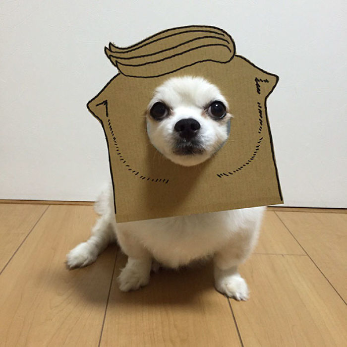 Japanese Woman Creates Hilarious Cardboard Cutouts With Her Dog (59 Pics)