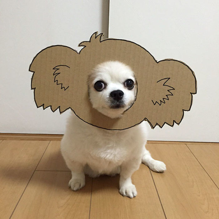 Japanese Woman Creates Hilarious Cardboard Cutouts With Her Dog (59 Pics)