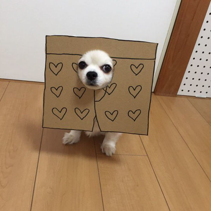 Japanese Woman Creates Hilarious Cardboard Cutouts With Her Dog (59 Pics)