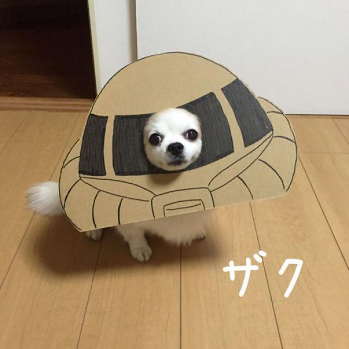 Japanese Woman Creates Hilarious Cardboard Cutouts With Her Dog (59 Pics)