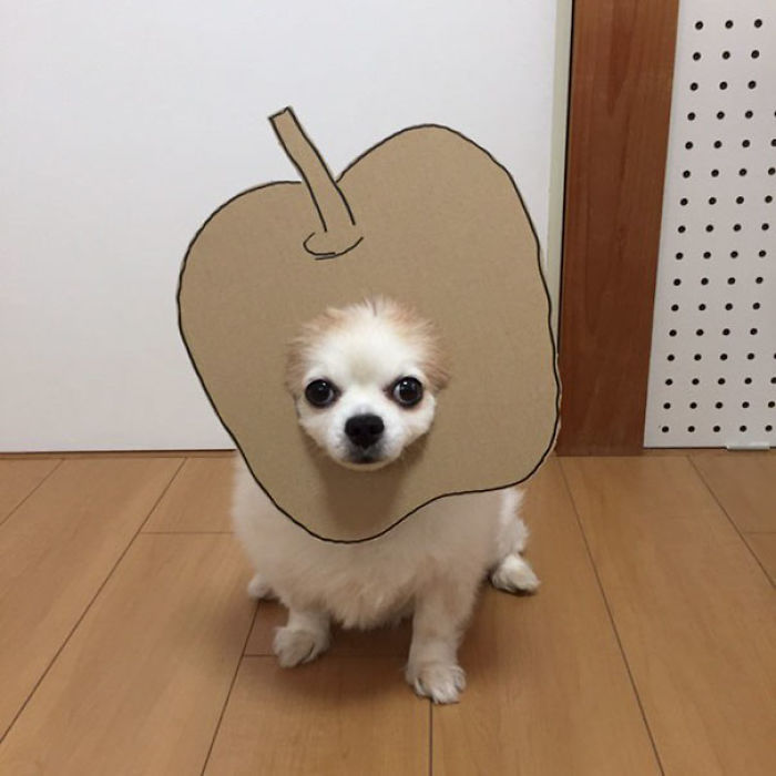 Japanese Woman Creates Hilarious Cardboard Cutouts With Her Dog (59 Pics)