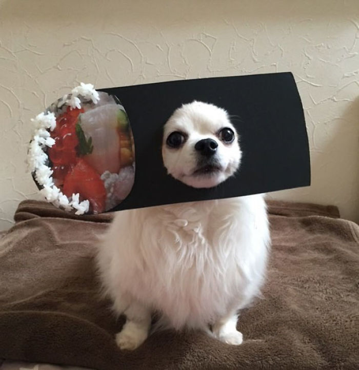 Japanese Woman Creates Hilarious Cardboard Cutouts With Her Dog (59 Pics)