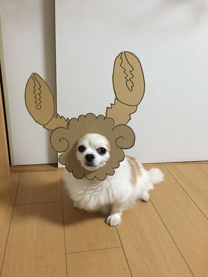 Japanese Woman Creates Hilarious Cardboard Cutouts With Her Dog (59 Pics)