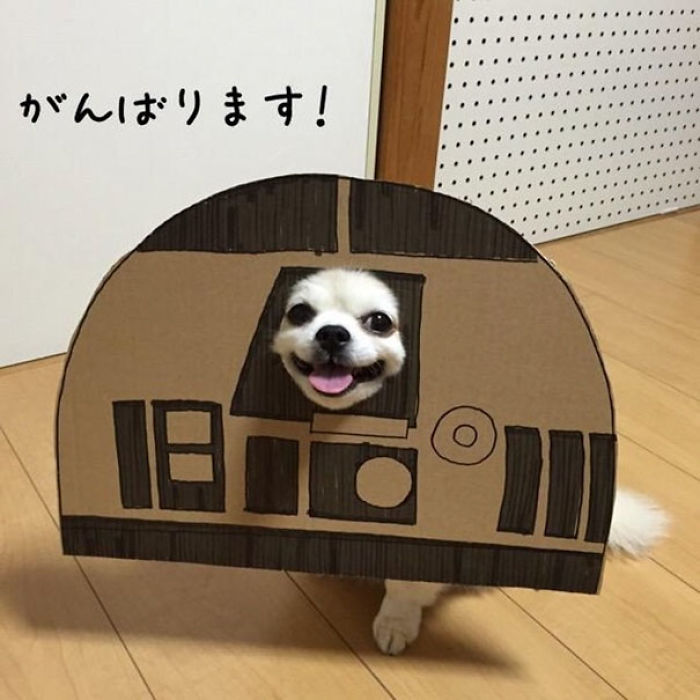Japanese Woman Creates Hilarious Cardboard Cutouts With Her Dog (59 Pics)